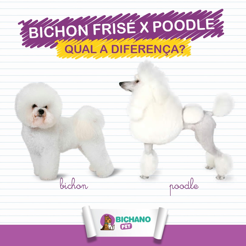 Bichon frise hot sale x poodle